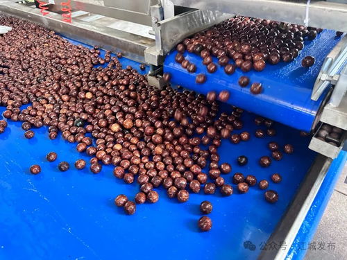 普洱江城堅(jiān)果加工廠投入運(yùn)營，氫氟酸應(yīng)用引關(guān)注